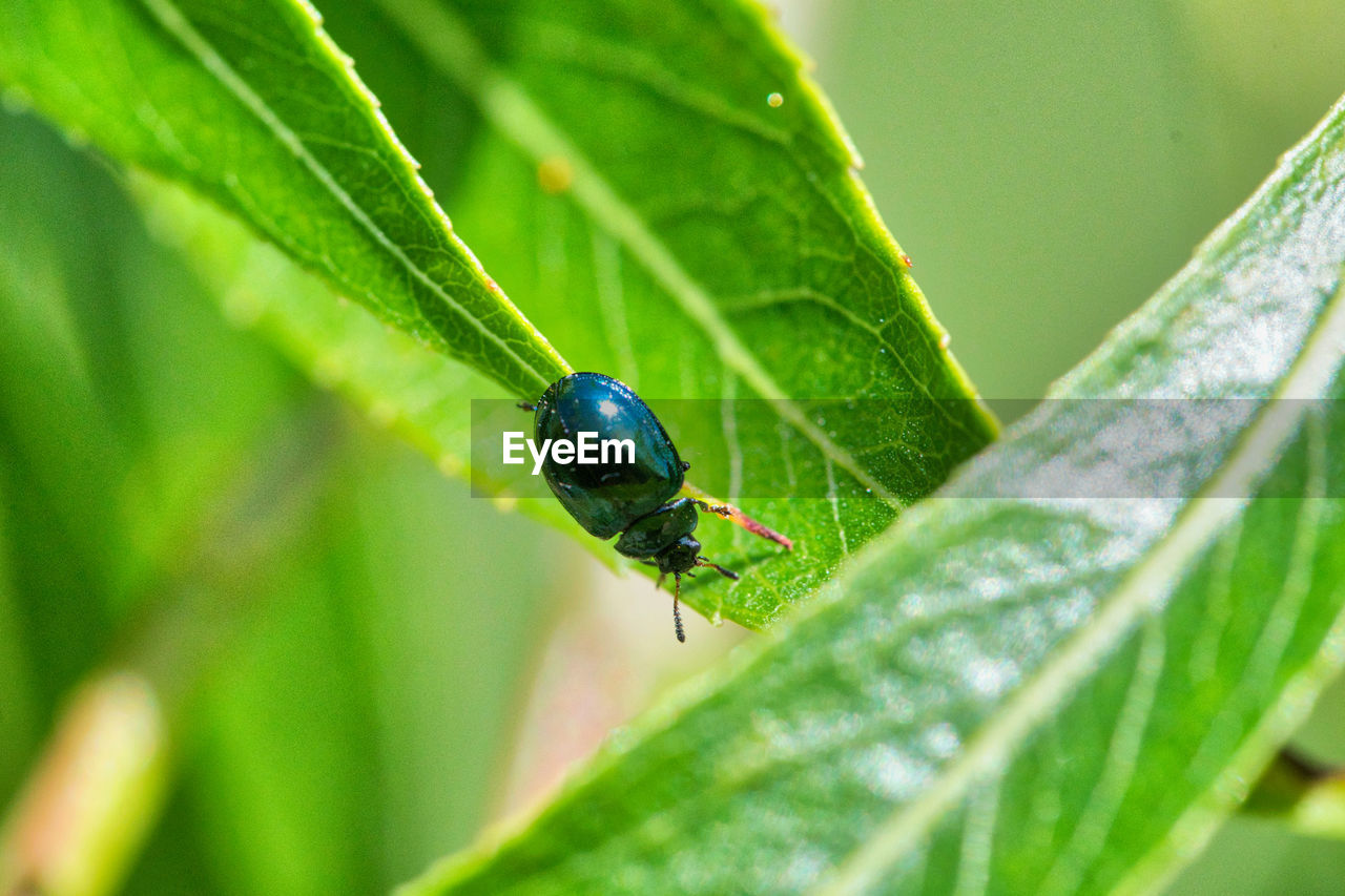 CLOSE-UP OF INSECT ON PLANT