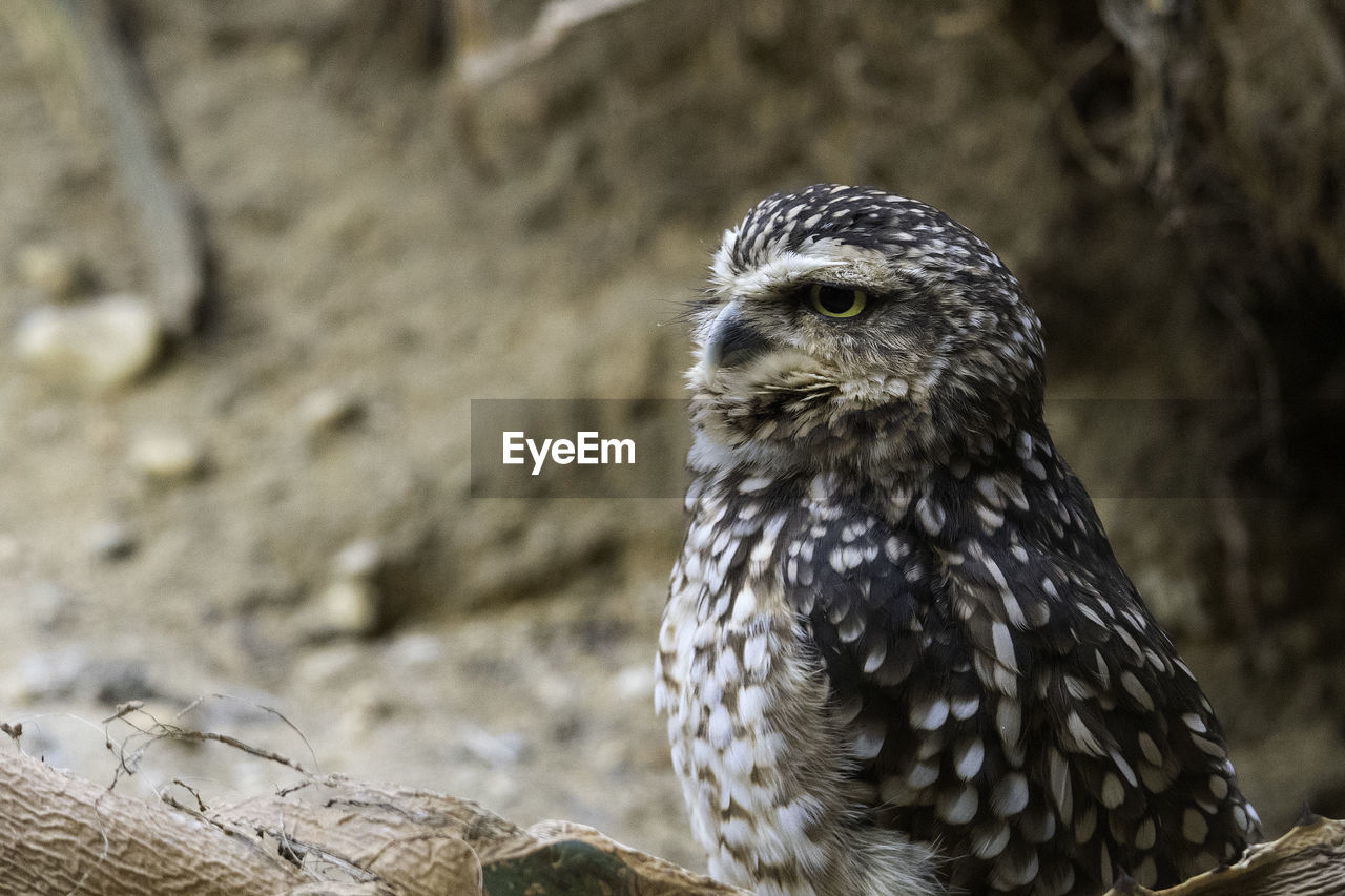 Close-up of owl