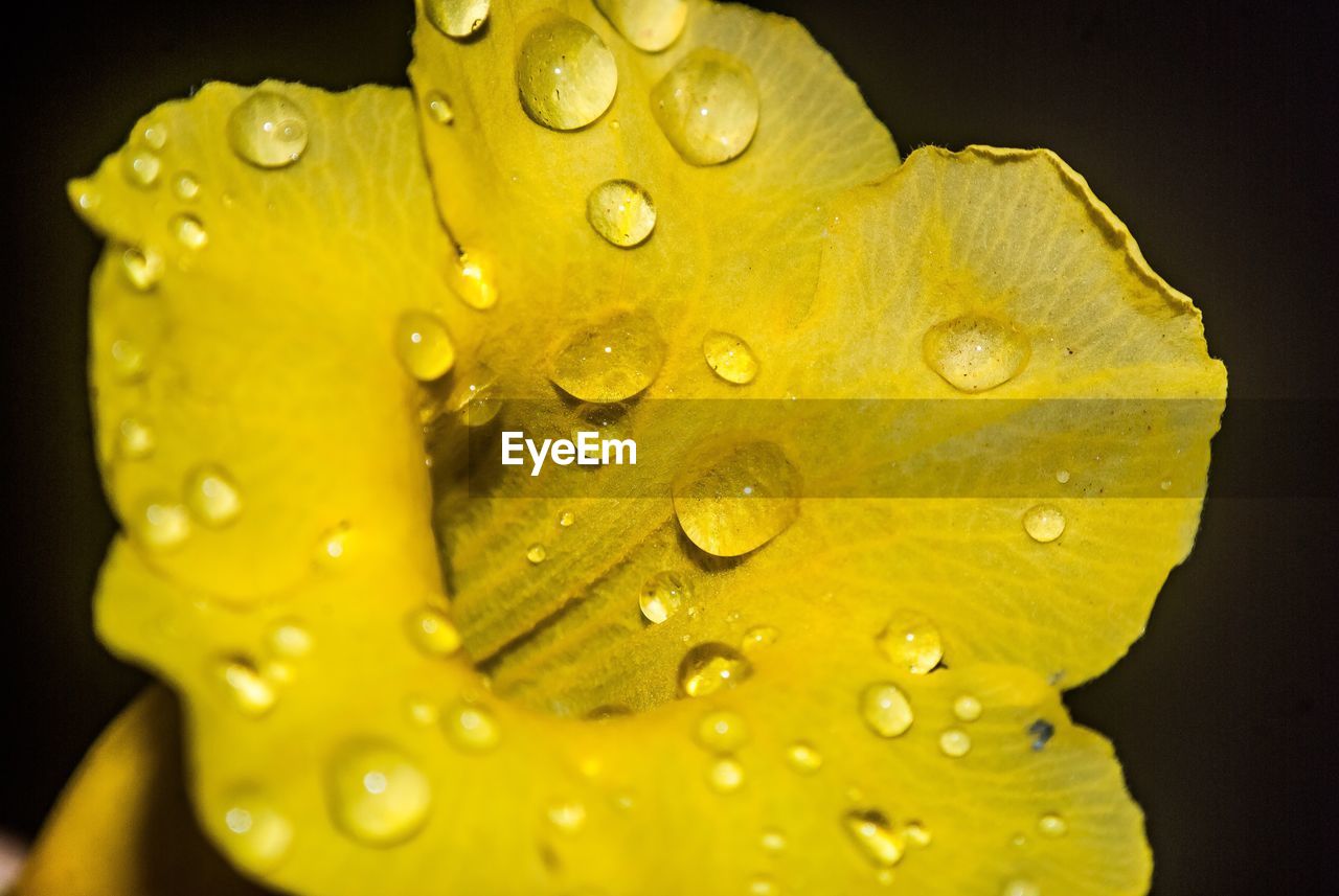 Close-up of water drops on yellow leaf