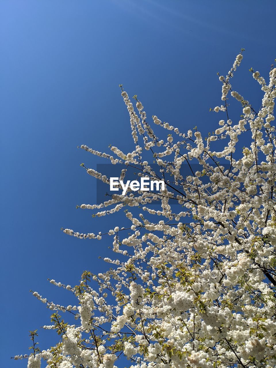 LOW ANGLE VIEW OF FLOWERING TREE AGAINST BLUE SKY