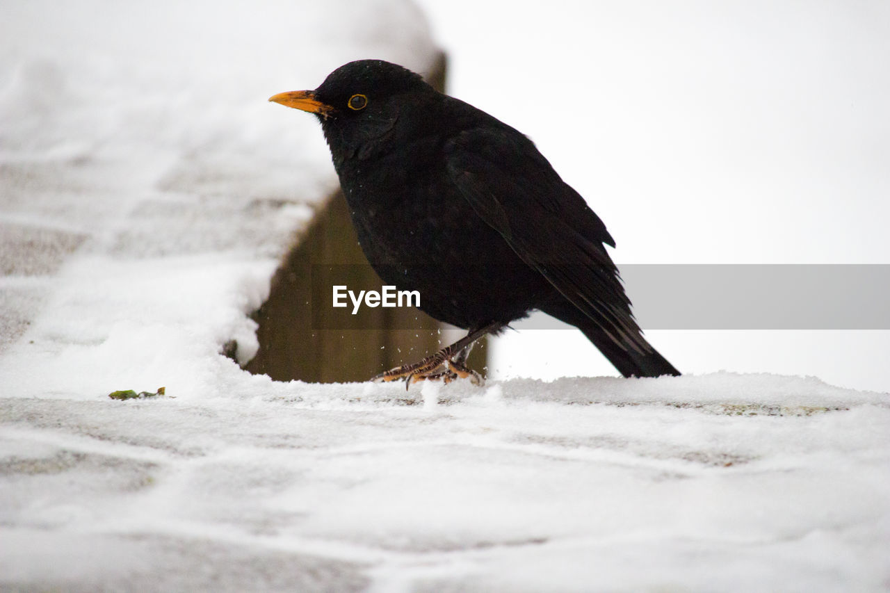 Close-up of blackbird perching on snow covered railing