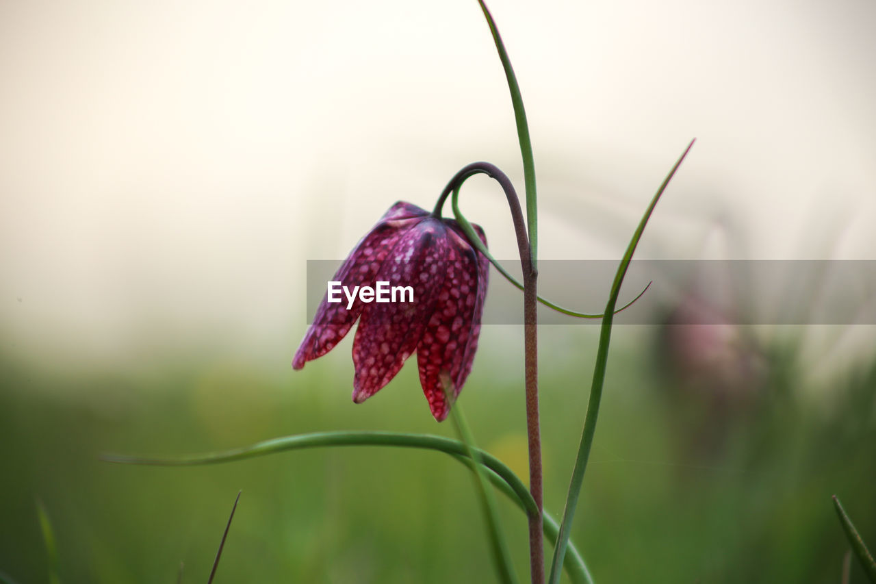 Snake's head fritillary fritillaria meleagris close-up view growing in field