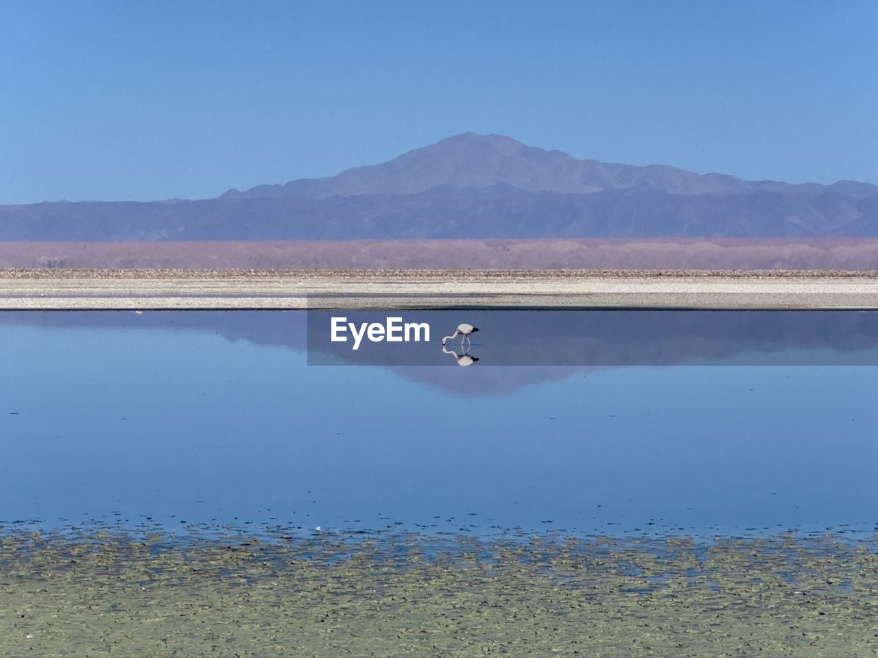 water, mountain, reservoir, lake, scenics - nature, nature, sky, beauty in nature, animal, animal wildlife, animal themes, reflection, tranquility, blue, no people, bird, day, tranquil scene, shore, mountain range, environment, wildlife, landscape, horizon, natural environment, clear sky, land, body of water, non-urban scene, outdoors, one animal, flamingo, travel destinations, travel, sunny