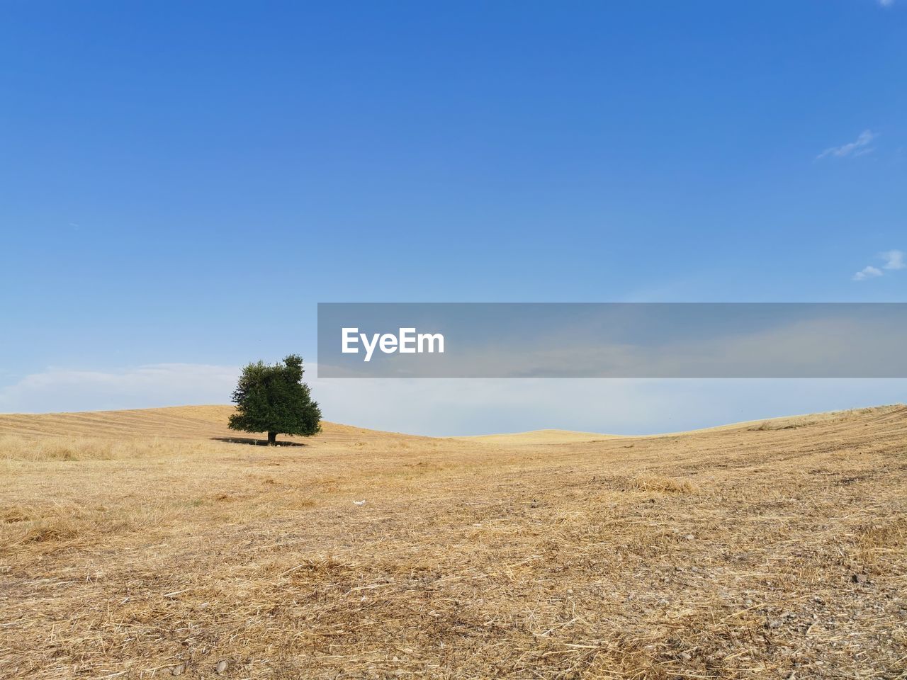 Trees on field against blue sky