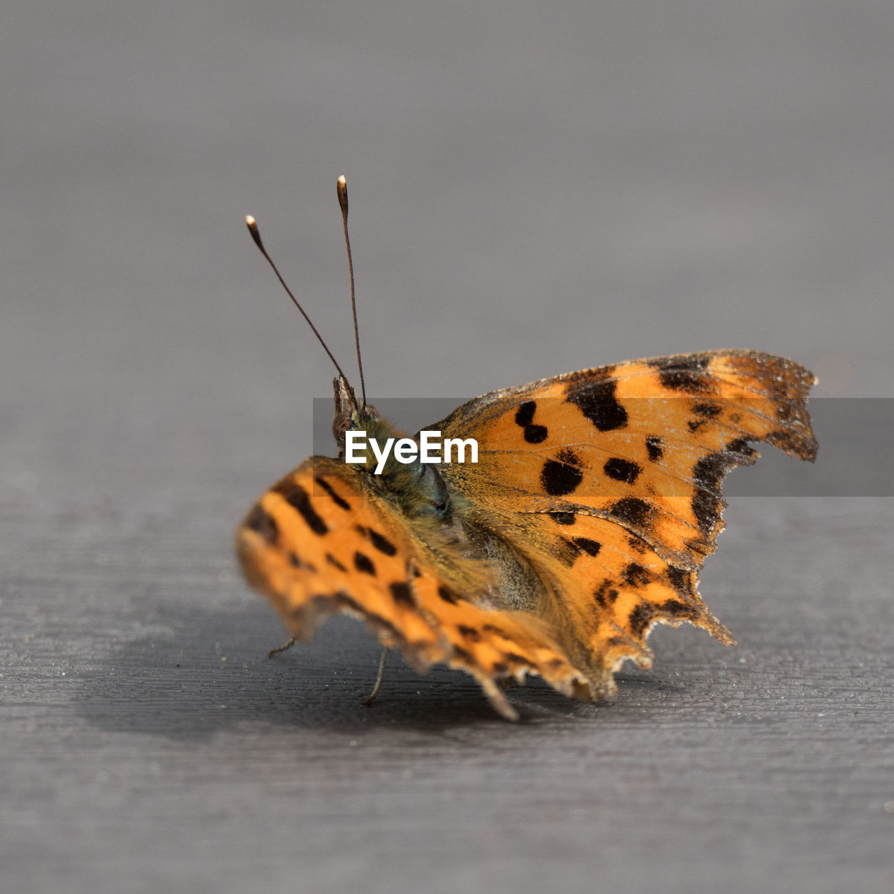 BUTTERFLY ON LEAF