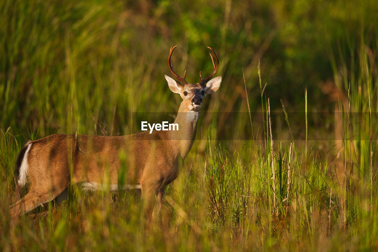 View of deer on field