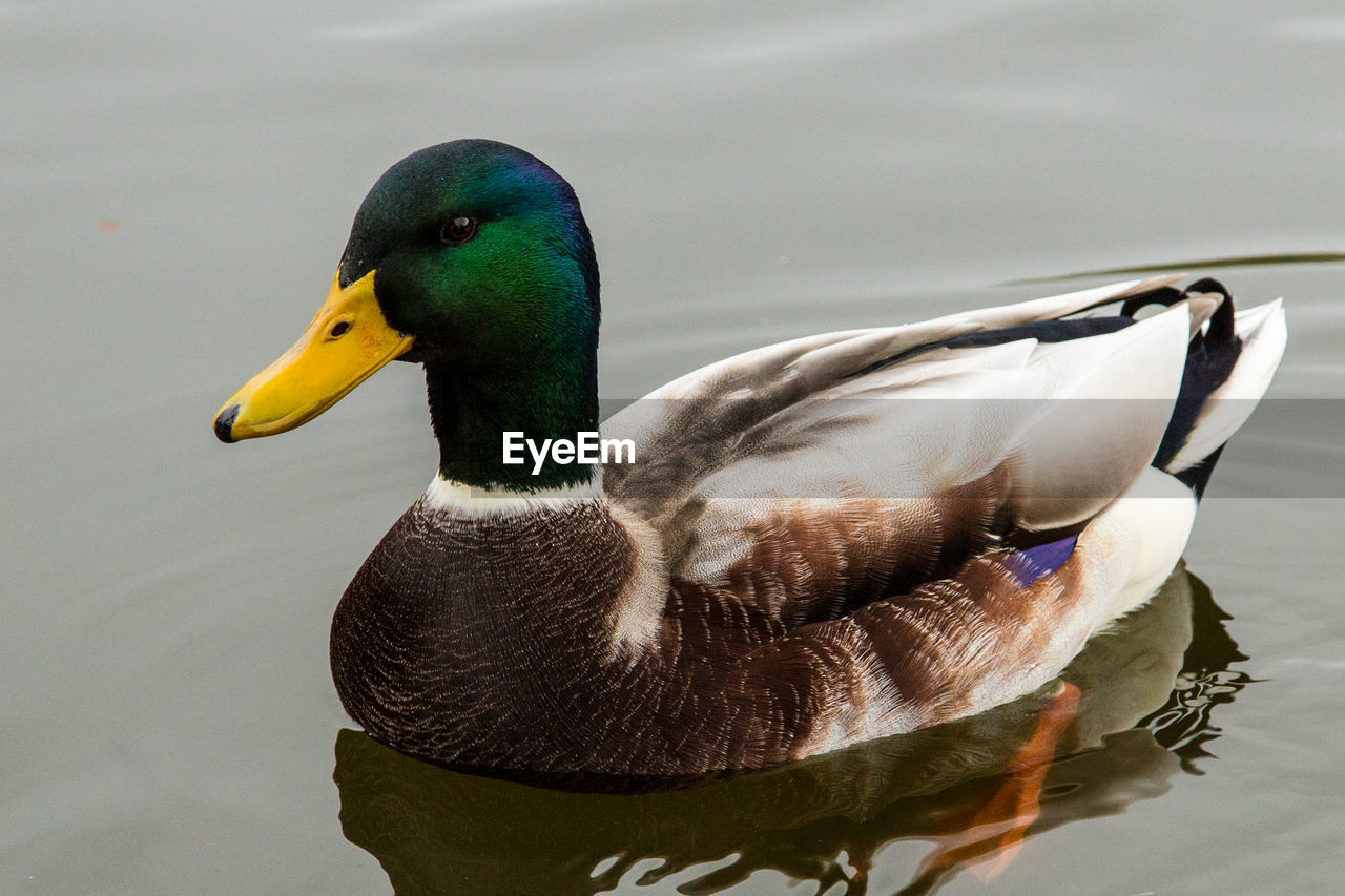 Close-up of mallard duck swimming on pond