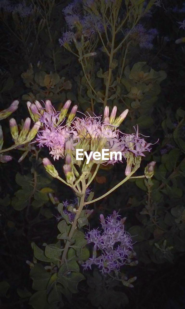 CLOSE-UP OF PURPLE FLOWERS