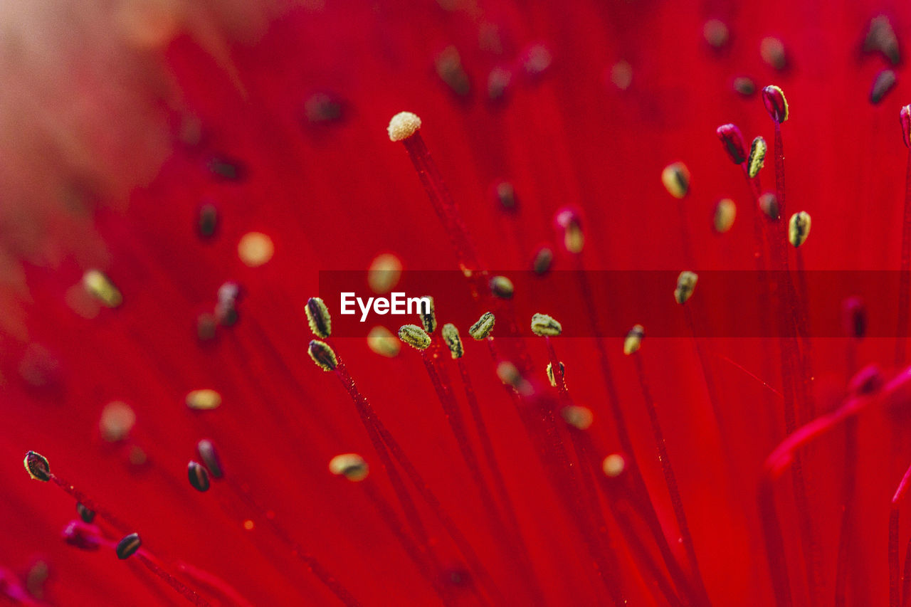 CLOSE-UP OF WATER DROPS ON RED FLOWERING PLANT