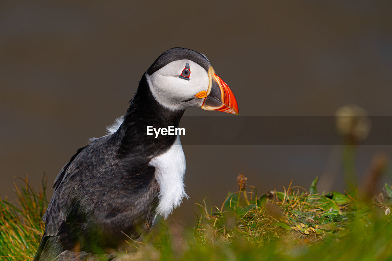 animal themes, animal, puffin, bird, animal wildlife, wildlife, one animal, beak, nature, no people, seabird, grass, animal body part, plant, outdoors, close-up, side view, black, day