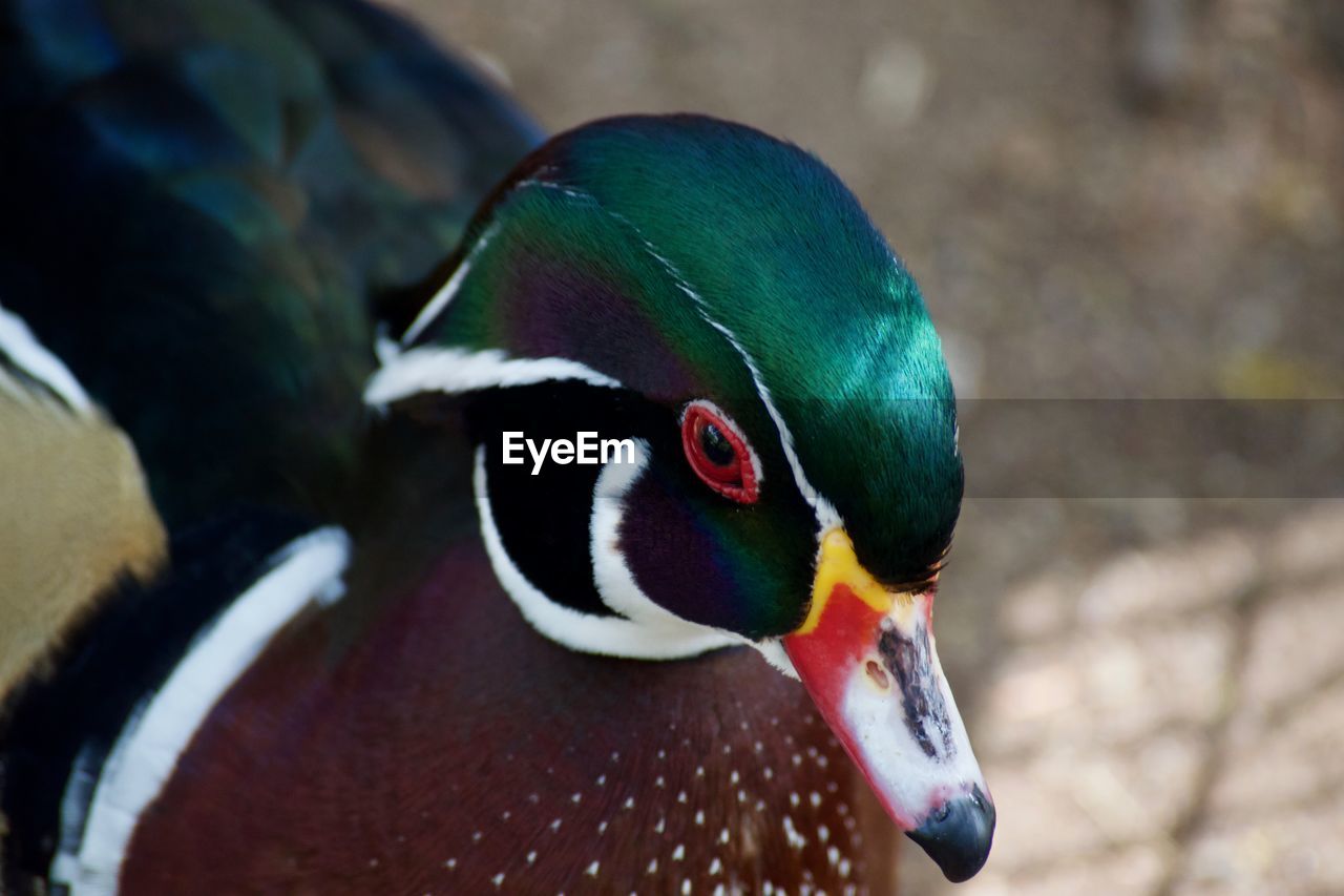 CLOSE-UP OF BIRD