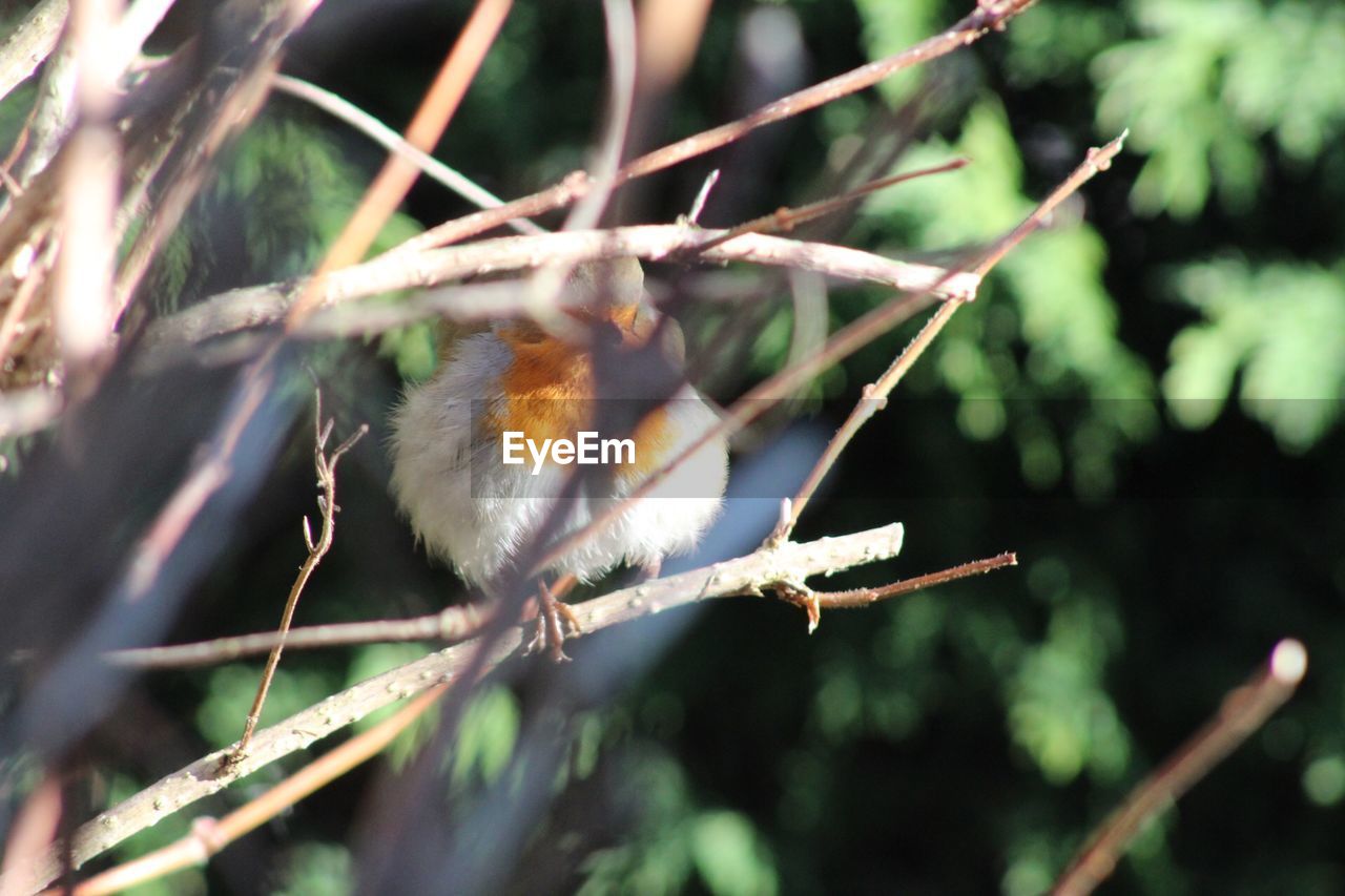 CLOSE-UP OF BIRD PERCHING ON A TREE