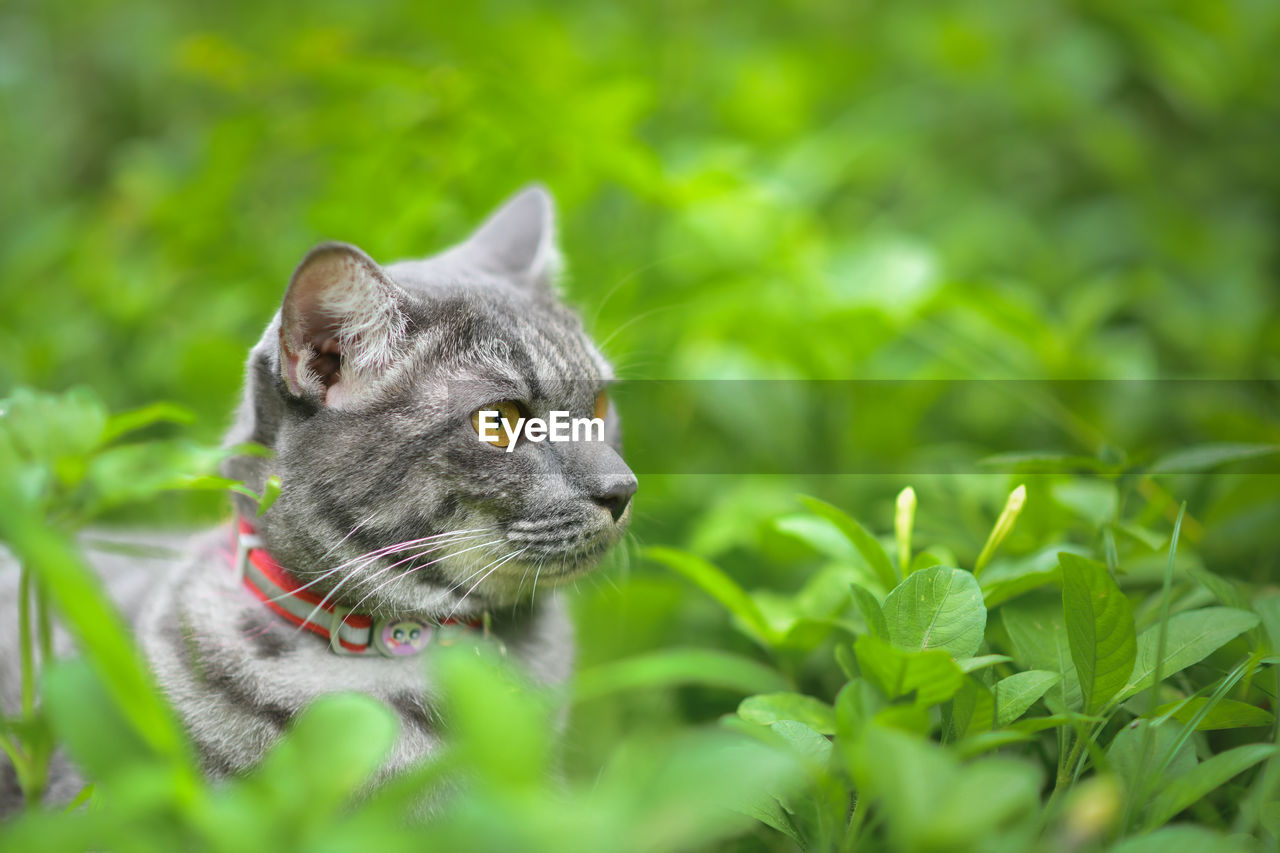 A gray striped cat that is happily strolling in the backyard.