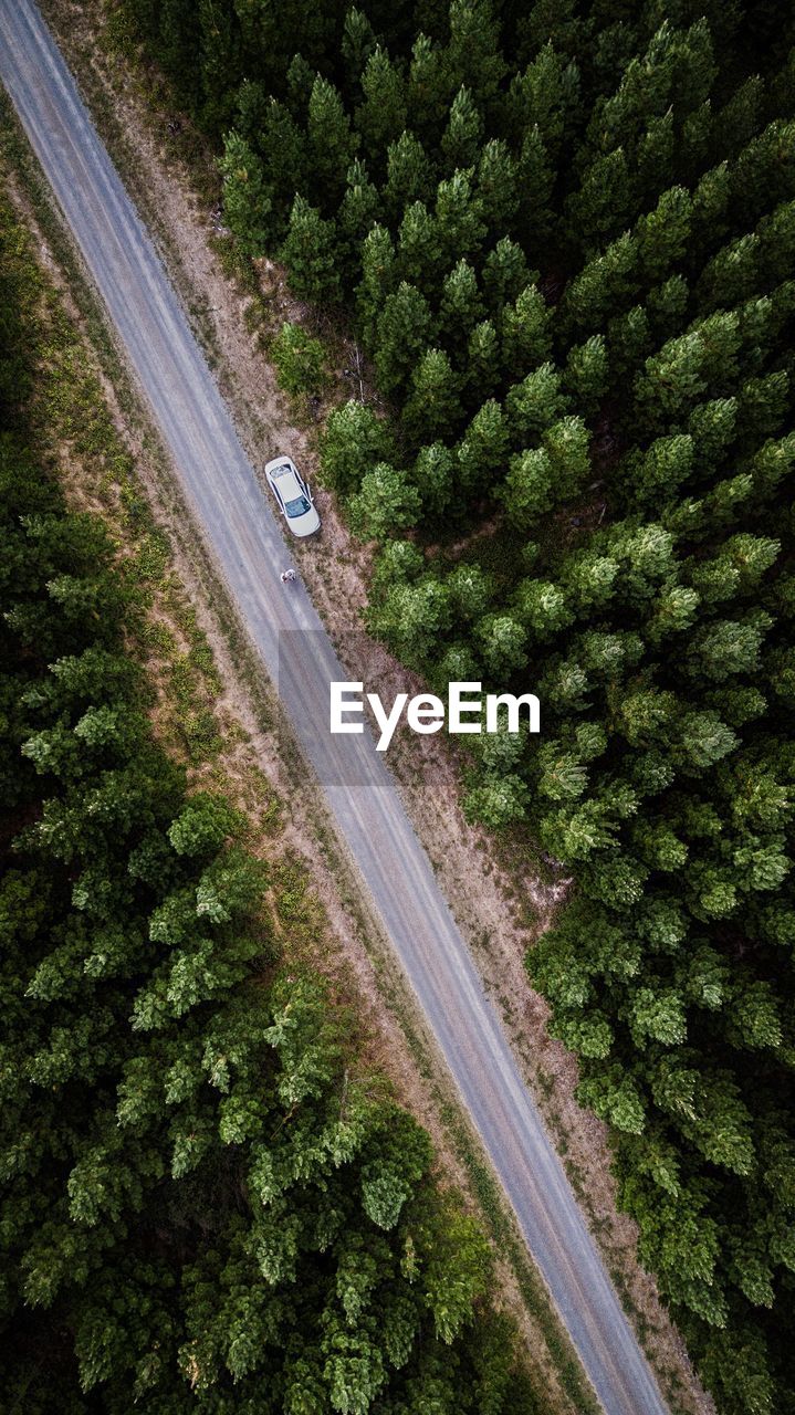 HIGH ANGLE VIEW OF HIGHWAY AMIDST TREES