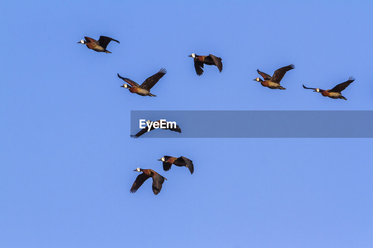 LOW ANGLE VIEW OF BIRDS IN THE SKY