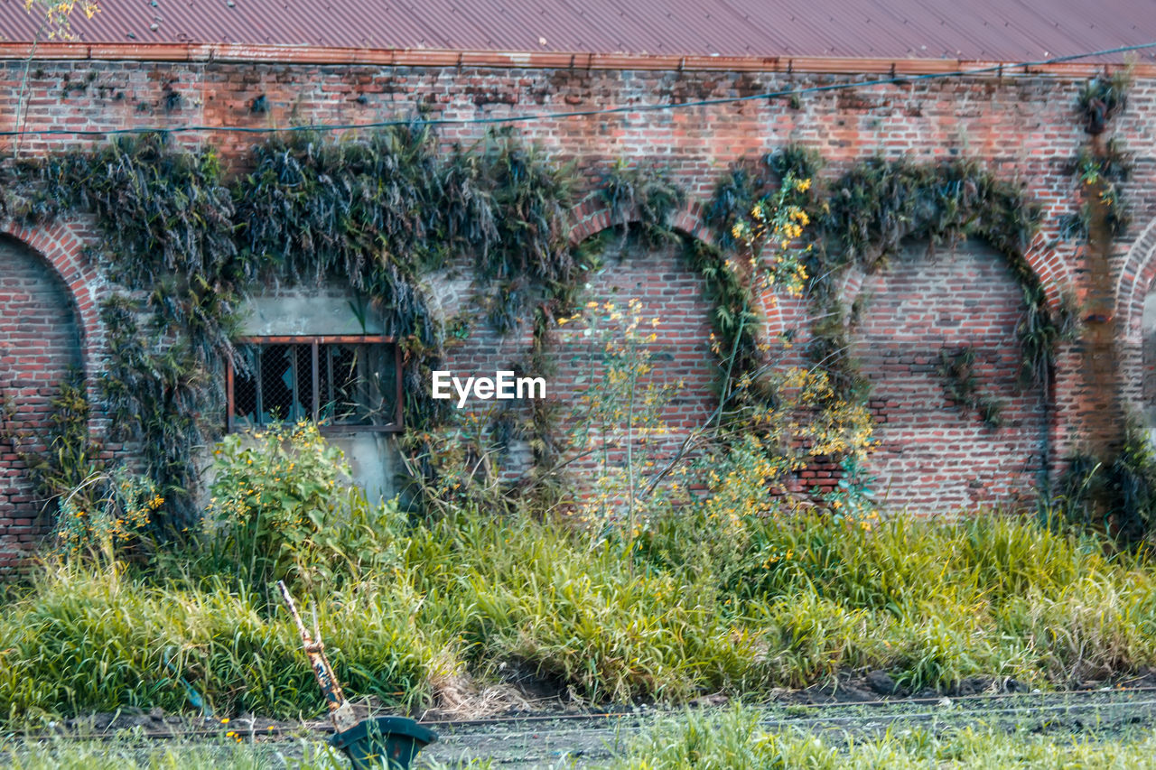 architecture, built structure, plant, building exterior, no people, day, nature, building, grass, rural area, growth, house, wall, urban area, outdoors, old, garden, abandoned, green, wall - building feature, tree, flower, field