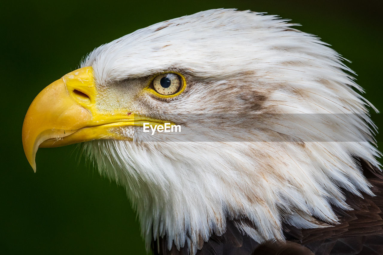 bird, animal themes, animal, bird of prey, one animal, animal wildlife, bald eagle, wildlife, eagle, beak, animal body part, close-up, animal head, wing, portrait, no people, feather, nature, looking, profile view, outdoors, focus on foreground, black background, side view