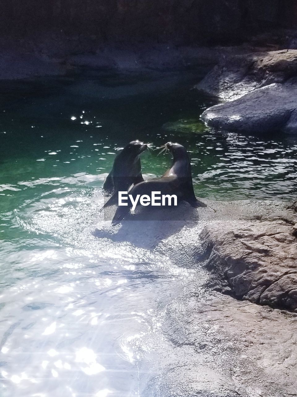 DUCKS SWIMMING ON LAKE