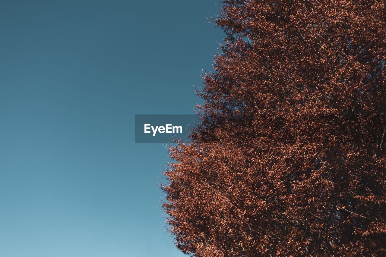 Low angle view of trees against clear blue sky