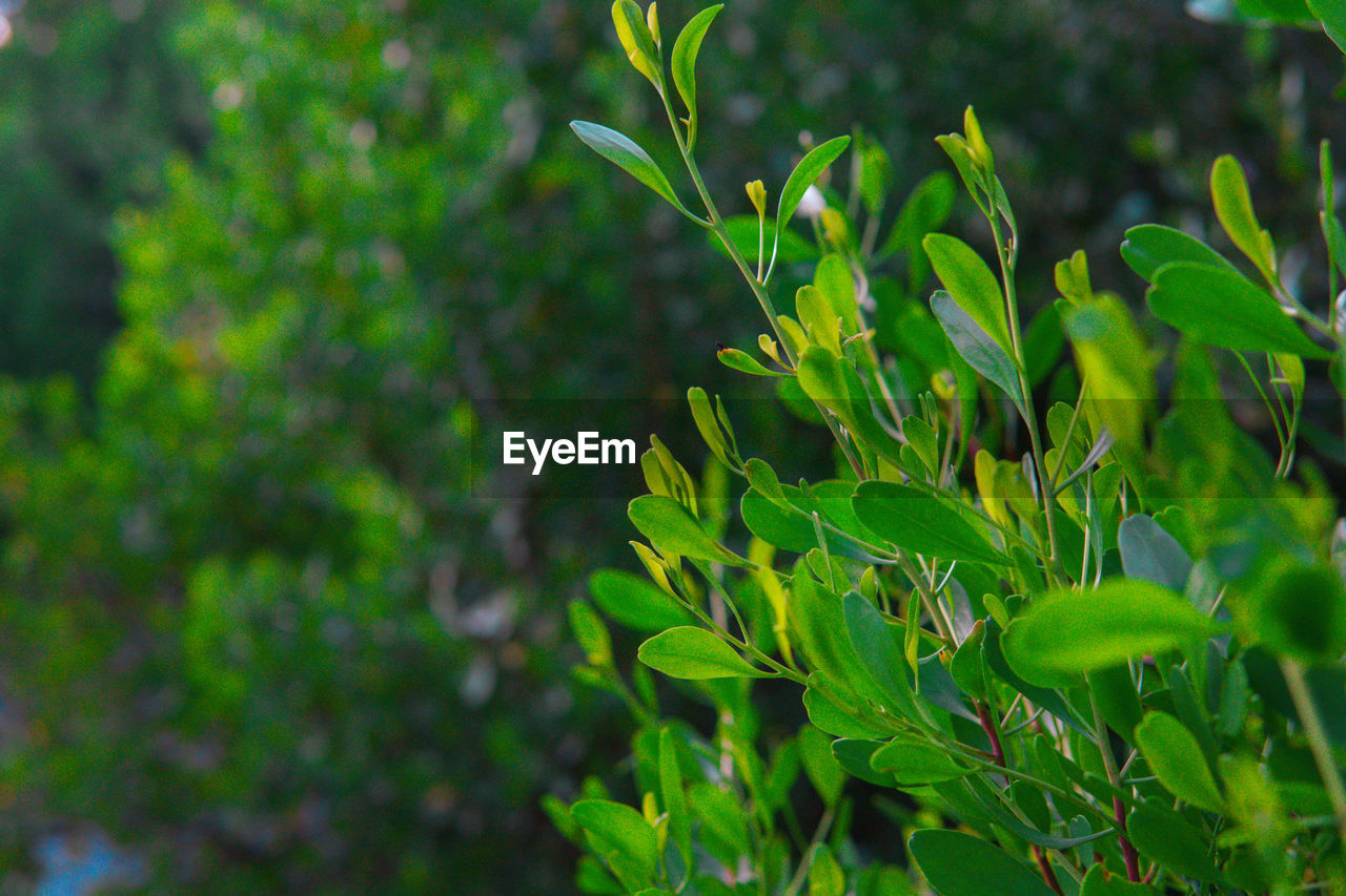 Close-up of fresh green plant