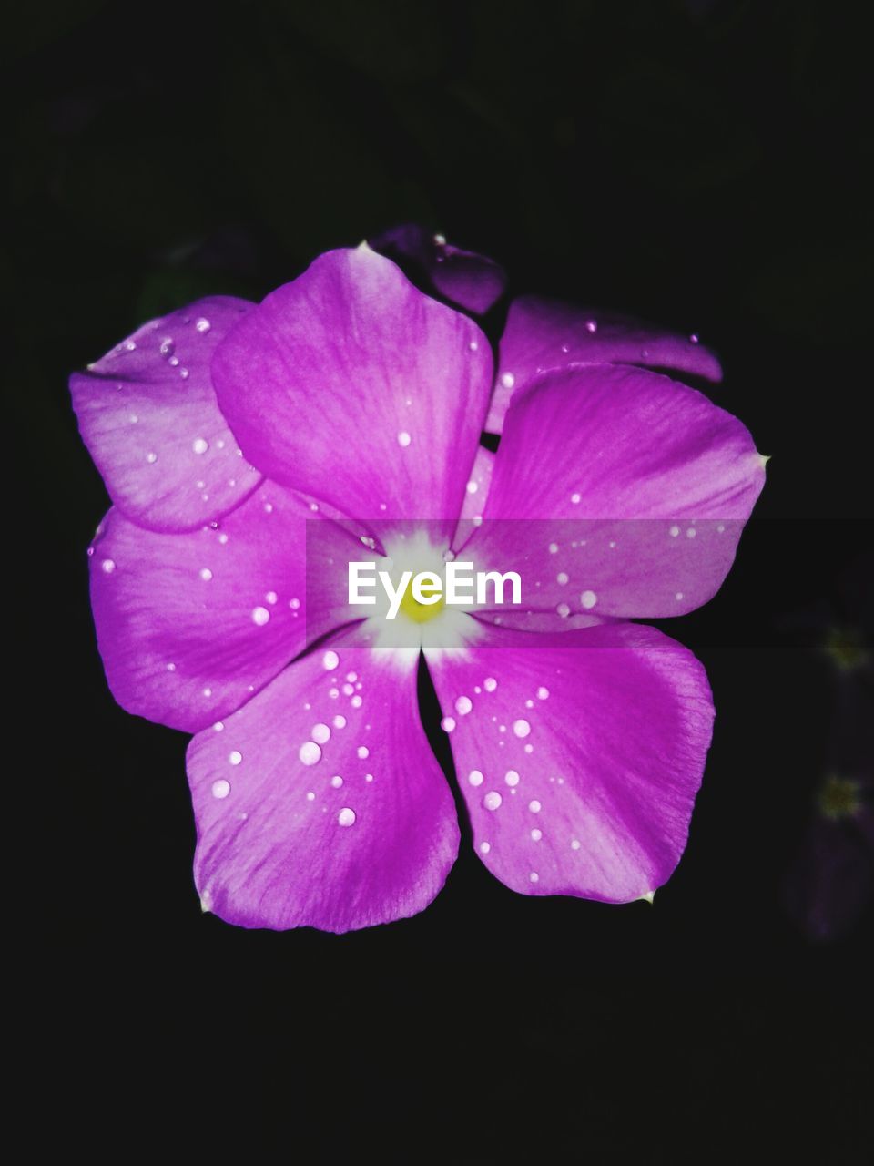 MACRO SHOT OF WATER DROPS ON PINK FLOWER