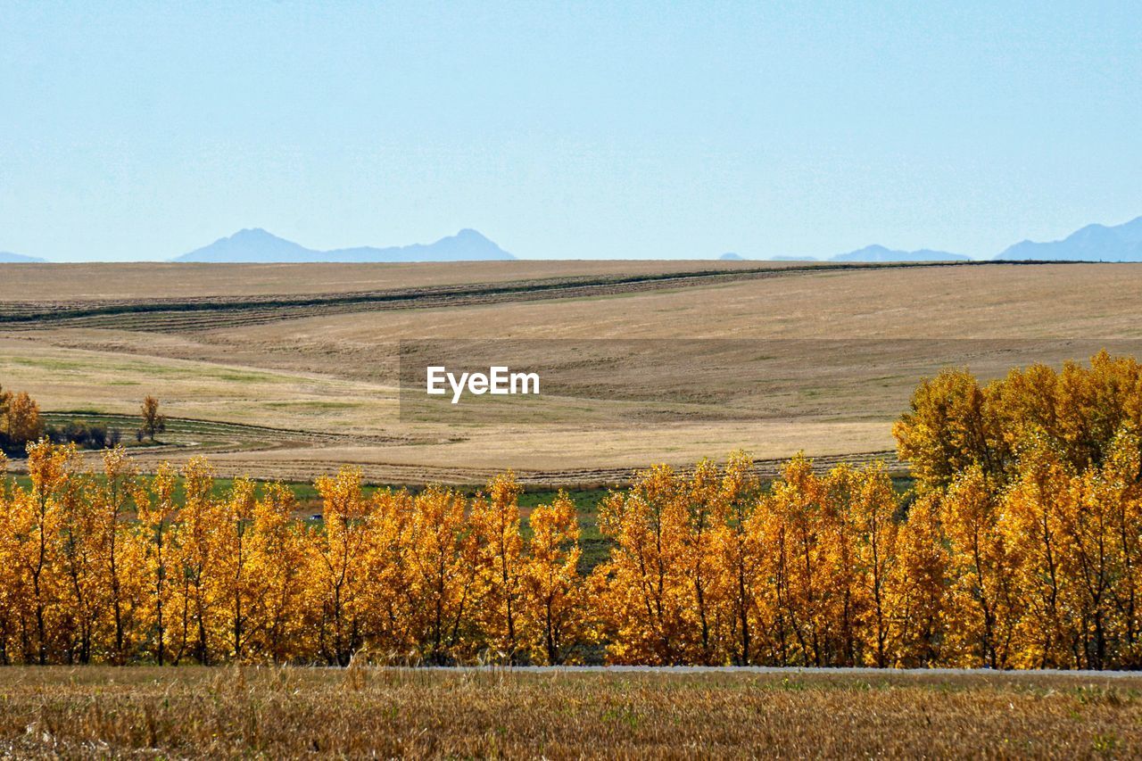 Scenic view of field against clear sky