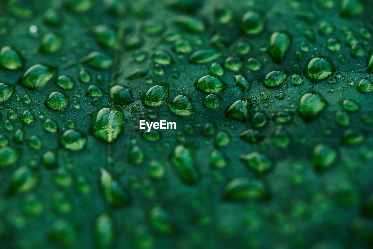 Close-up of water drops on leaves