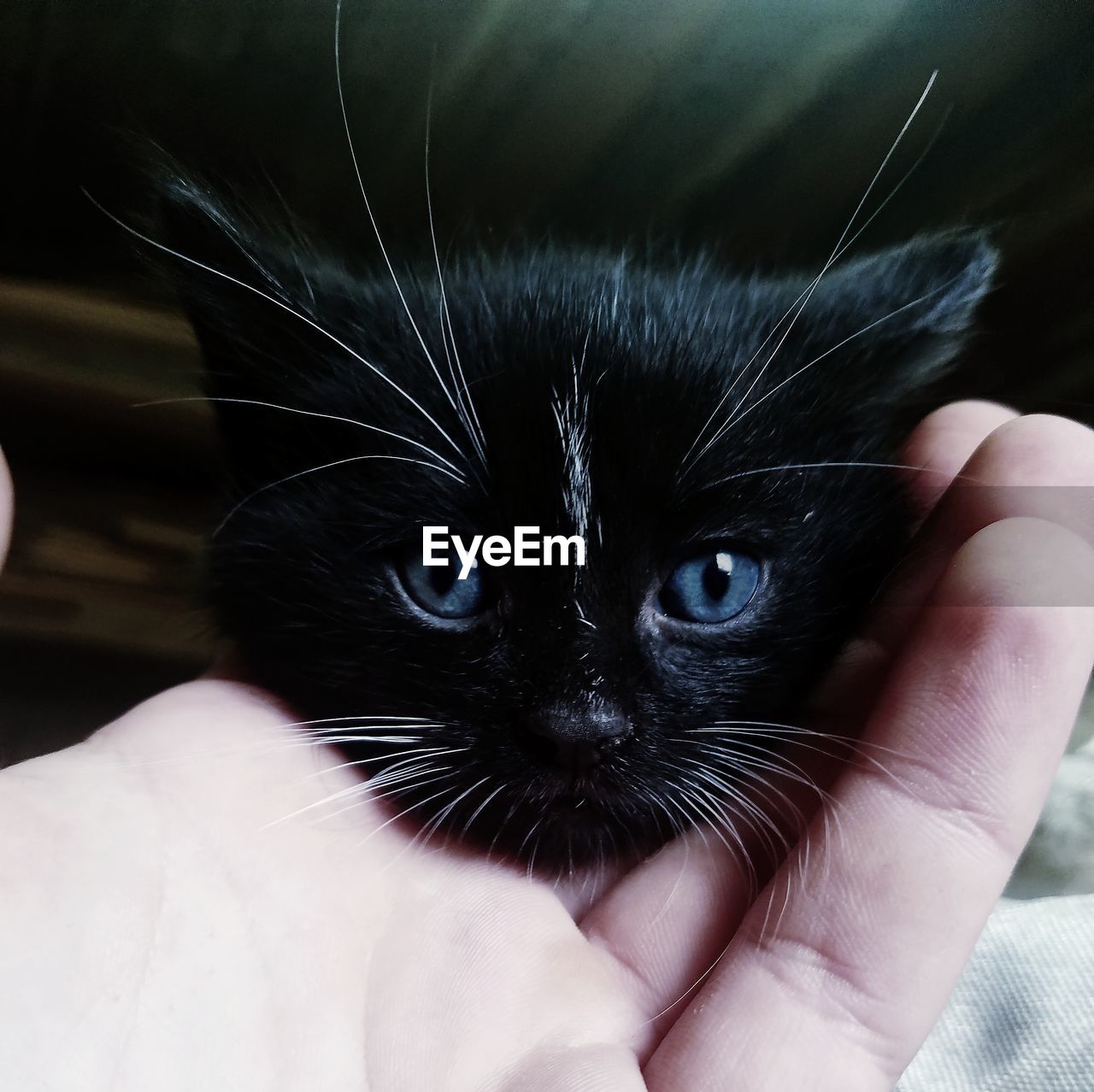 CLOSE-UP OF A HAND HOLDING CAT