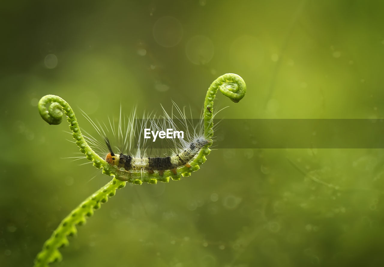 Close-up of insect on leaf