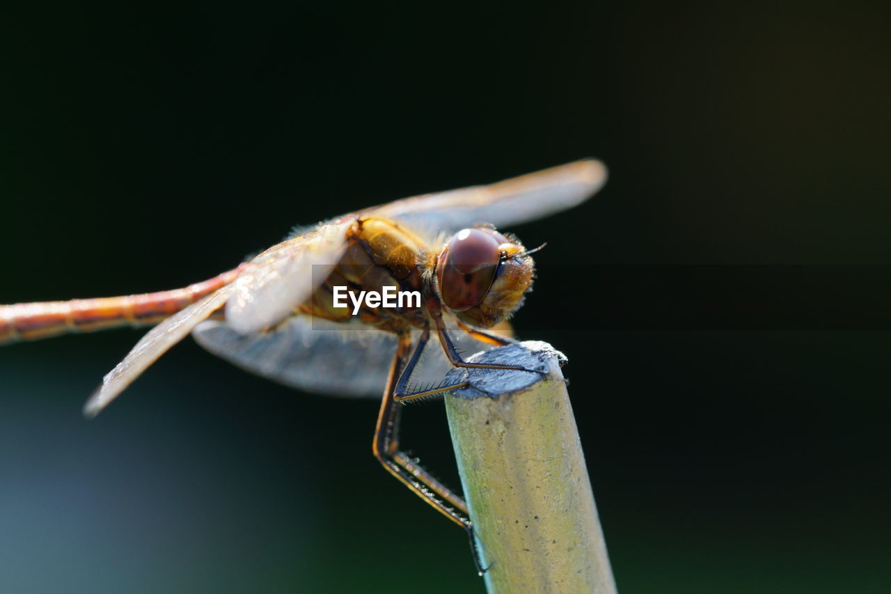 DRAGONFLY ON TWIG