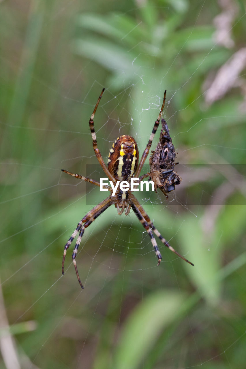 Close-up of spider on web