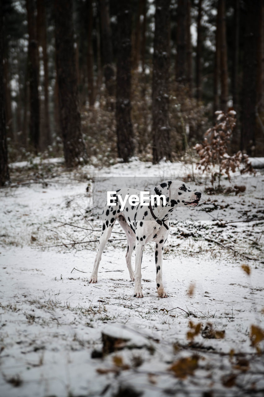 Young dalmatian dog is posing in snowy forest.