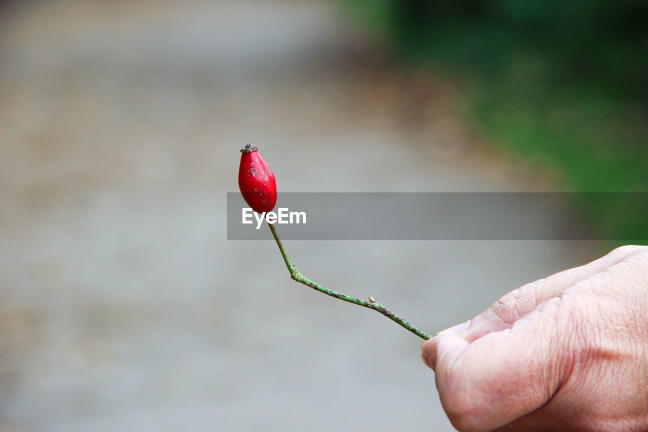 Close-up of hand holding flower 