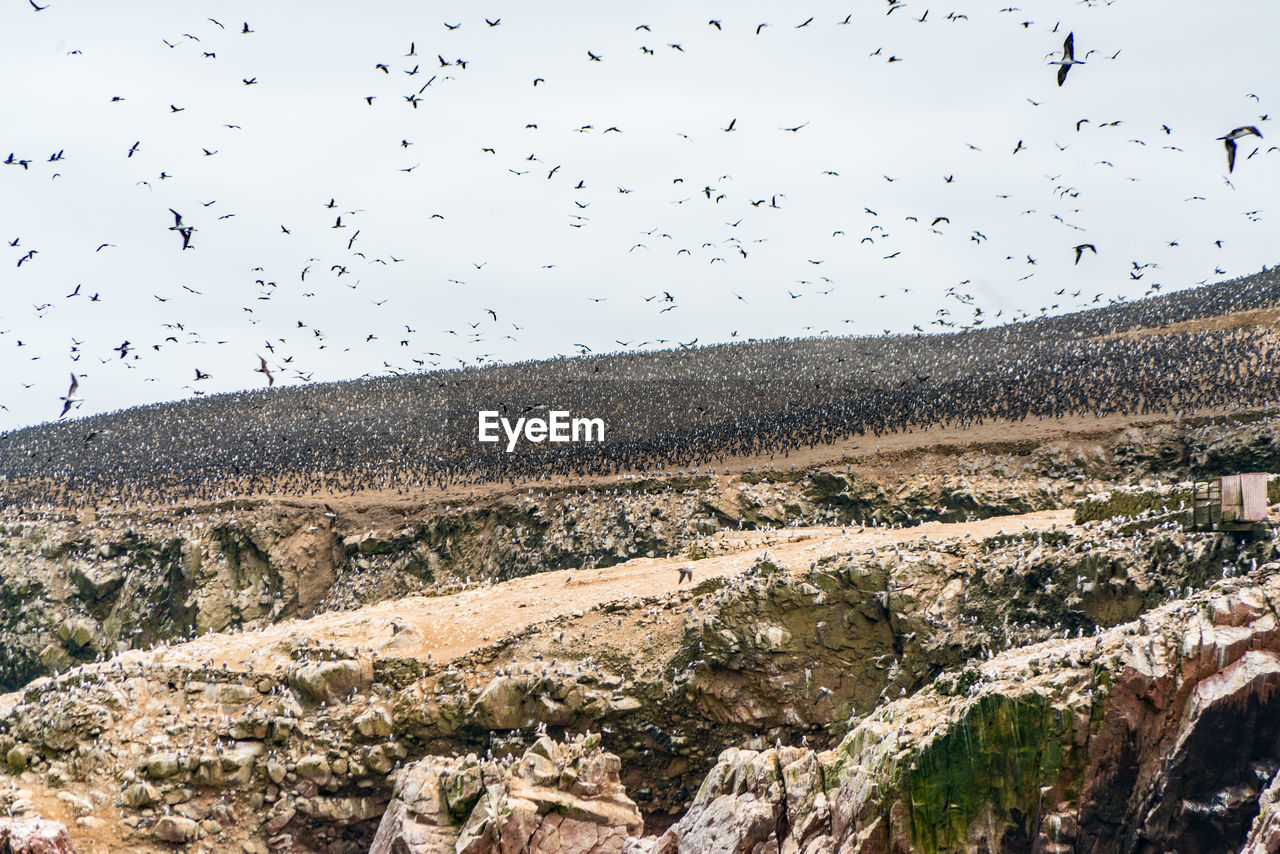 Flock of birds flying over landscape