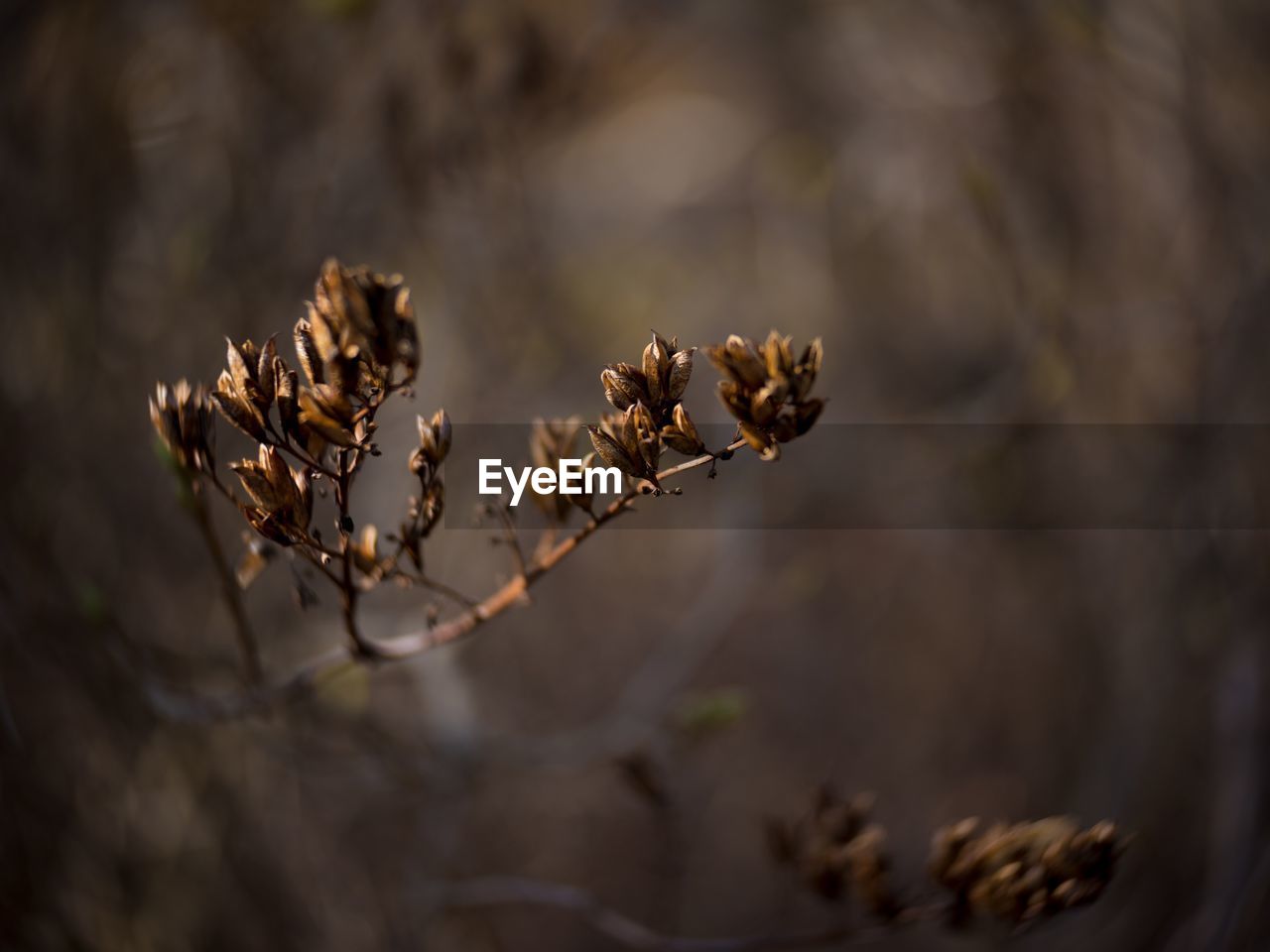 Close-up of dried plant