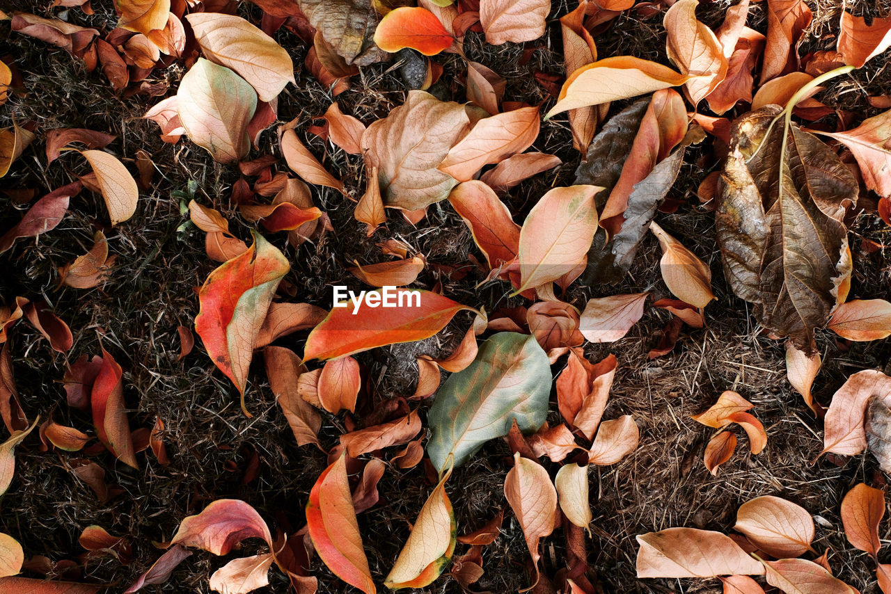 HIGH ANGLE VIEW OF AUTUMN LEAVES ON FIELD