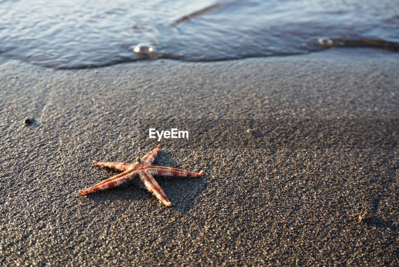 High angle view of starfish on shore at beach