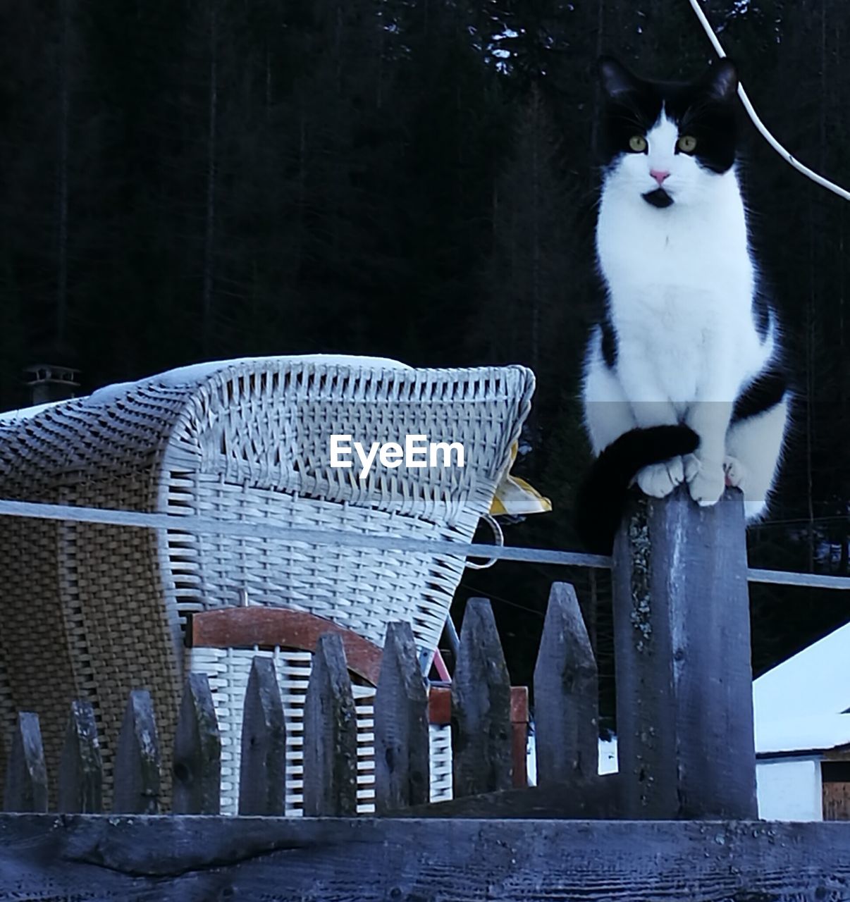 CAT SITTING ON CHAIR BY WICKER BASKET