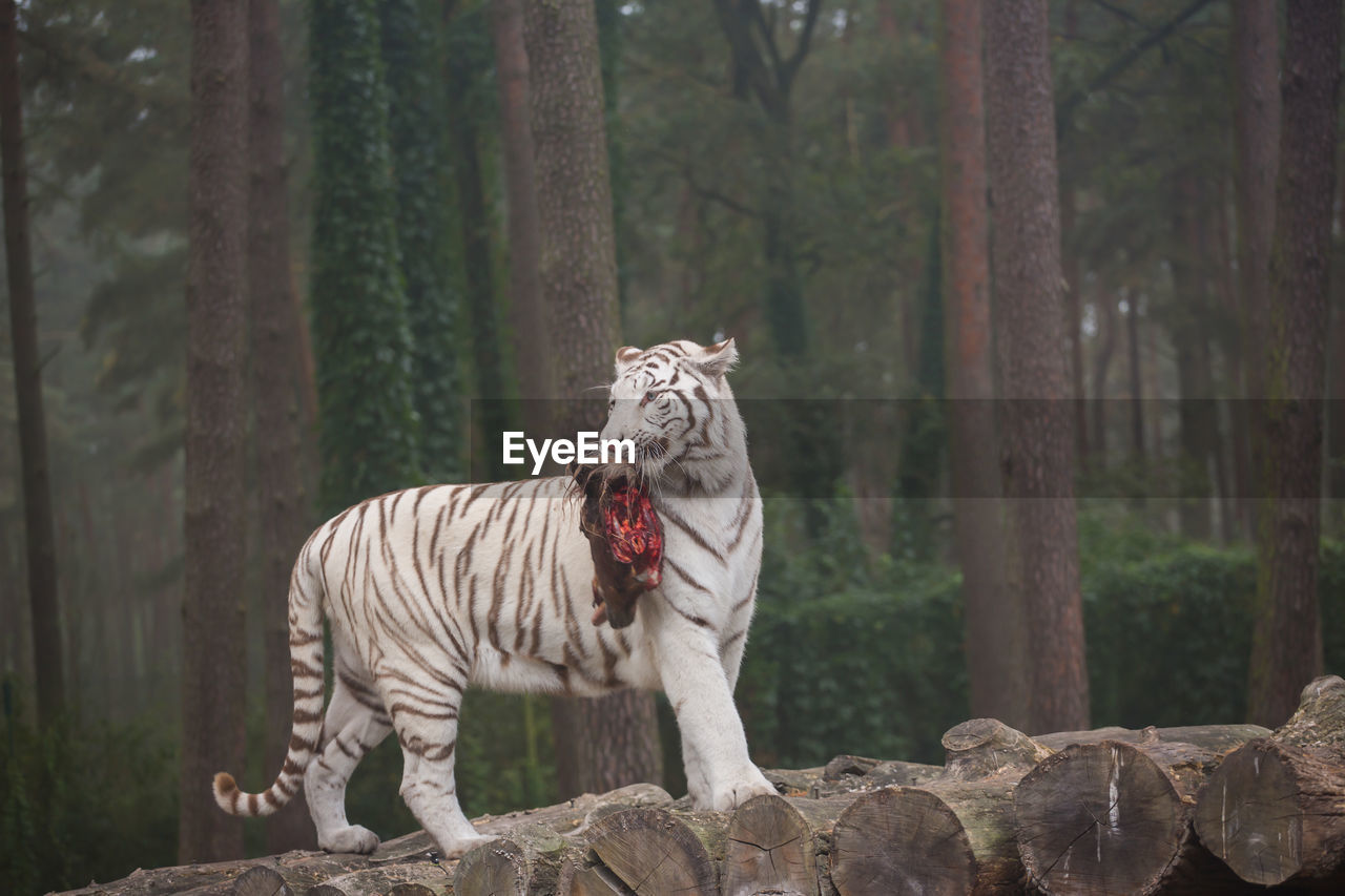 FULL LENGTH OF A CAT IN ZOO