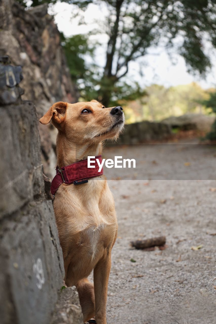 View of a dog looking away