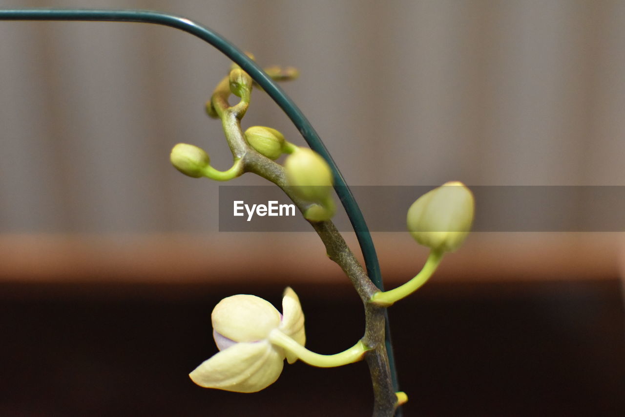 CLOSE-UP OF PLANT WITH BUD