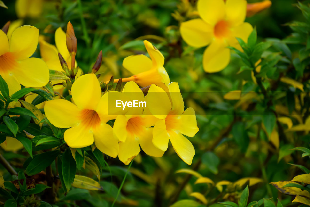 Close-up of yellow flowering plant