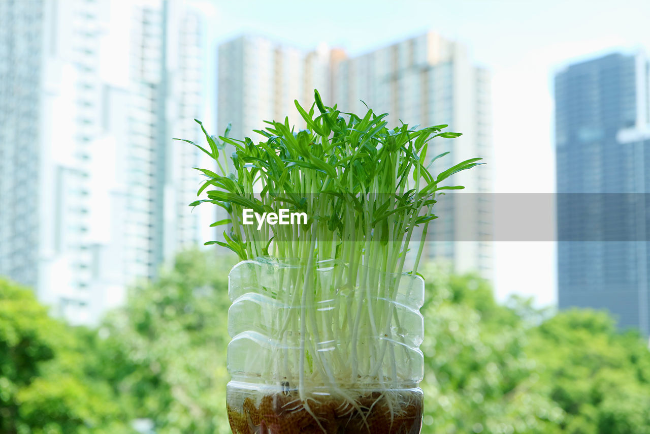 Water spinach hydroponic microgreens grown as urban houseplant with blurry skyscrapers in backdrop