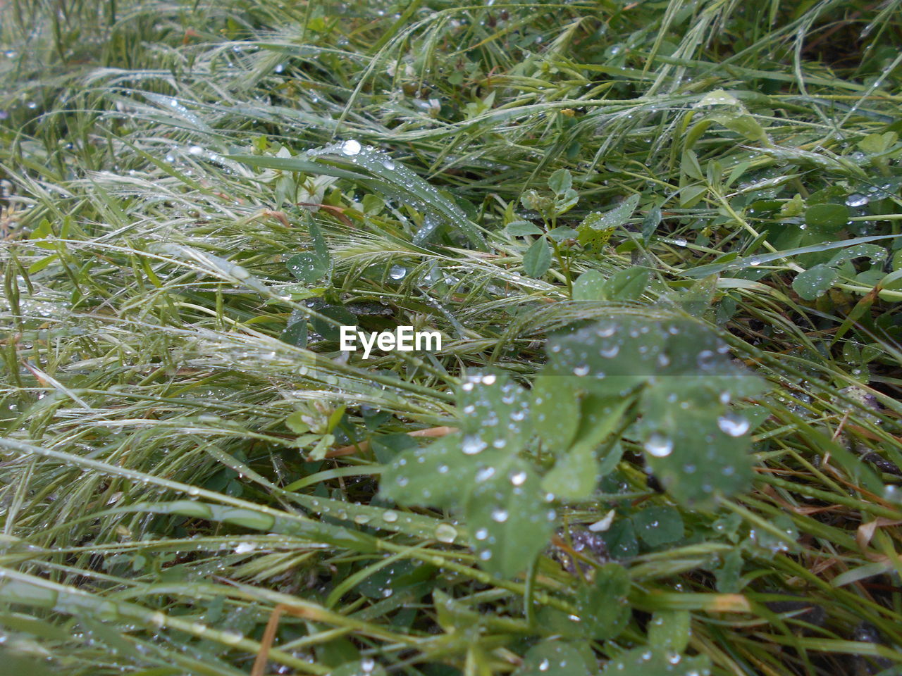 CLOSE-UP OF RAINDROPS ON GRASS WITH DEW DROPS
