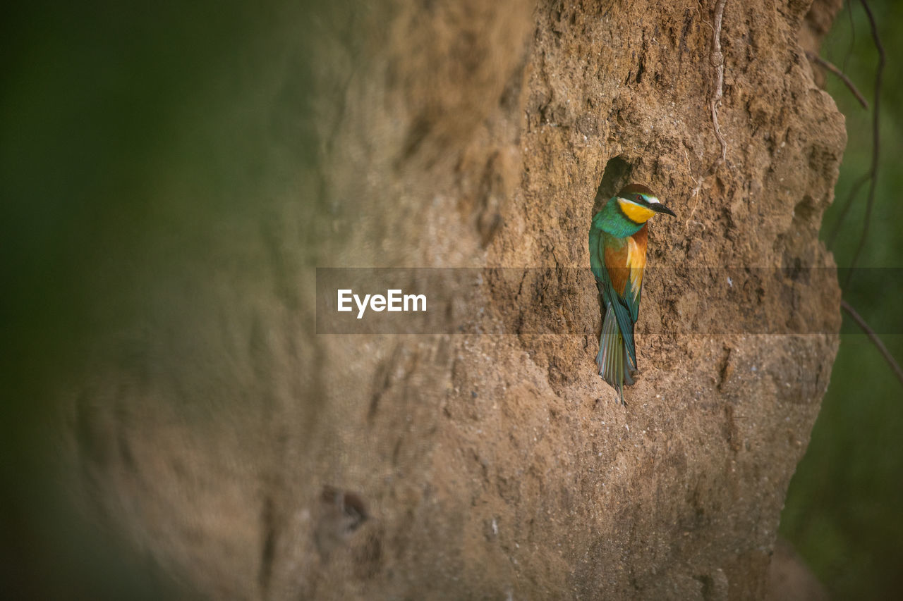 Colorful bee eaters birds in springtime.