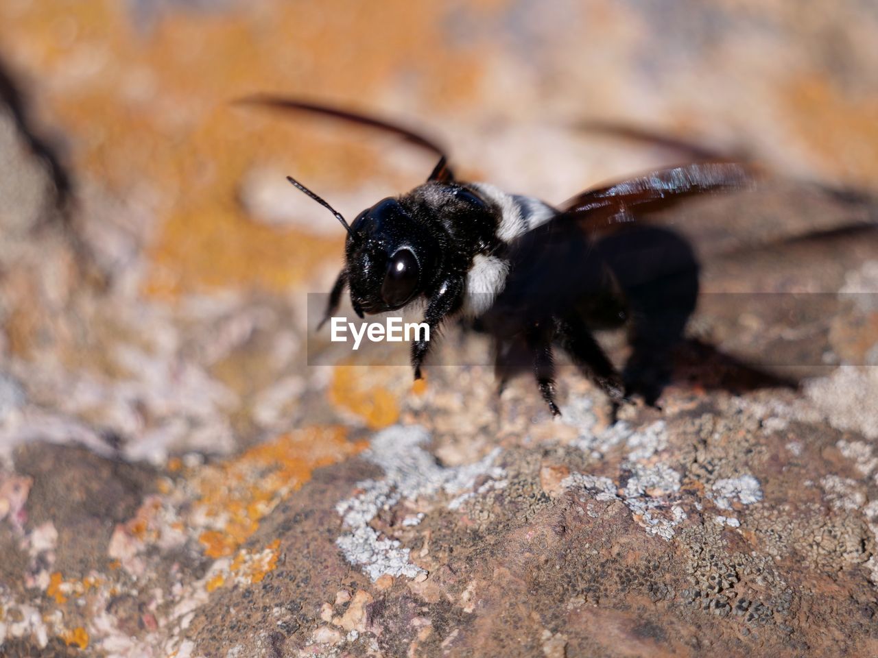 Close-up of insect on rock