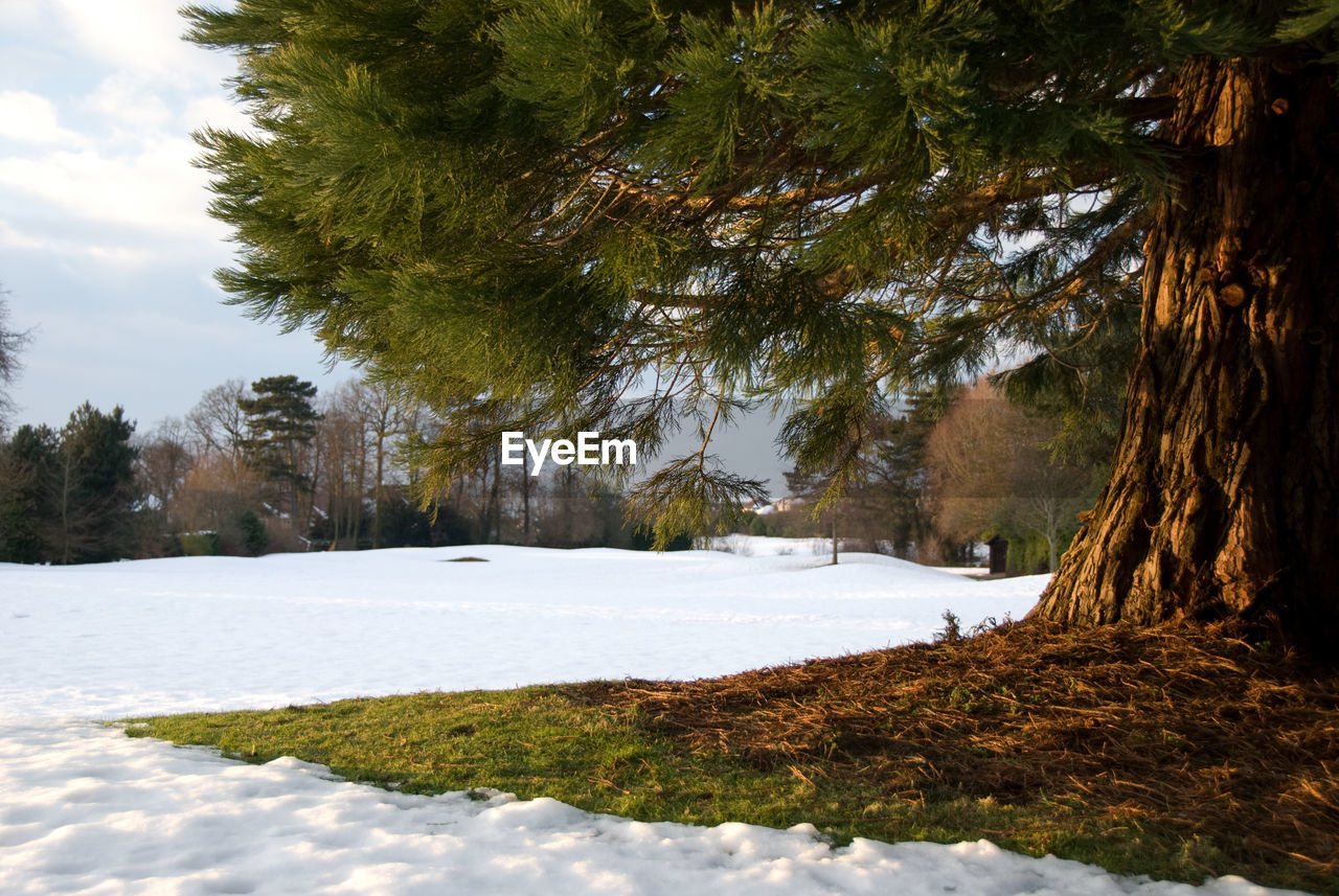 Trees on snow covered slope against sky