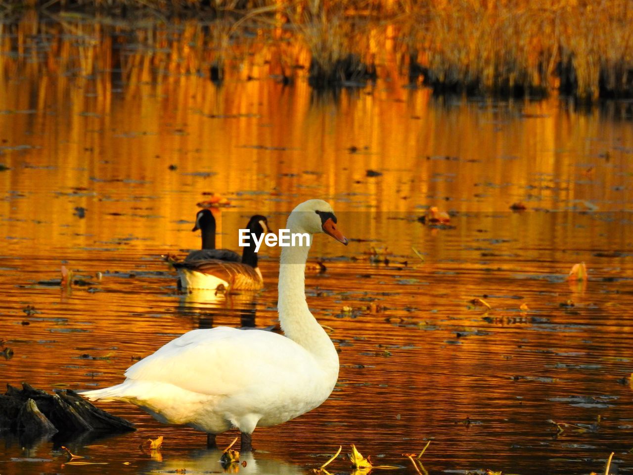 Swan swimming in lake