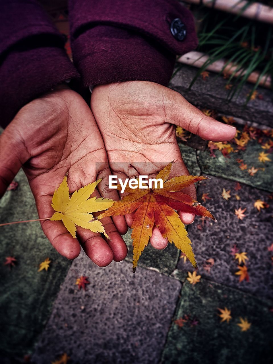 Close-up of hands holding maple leaves