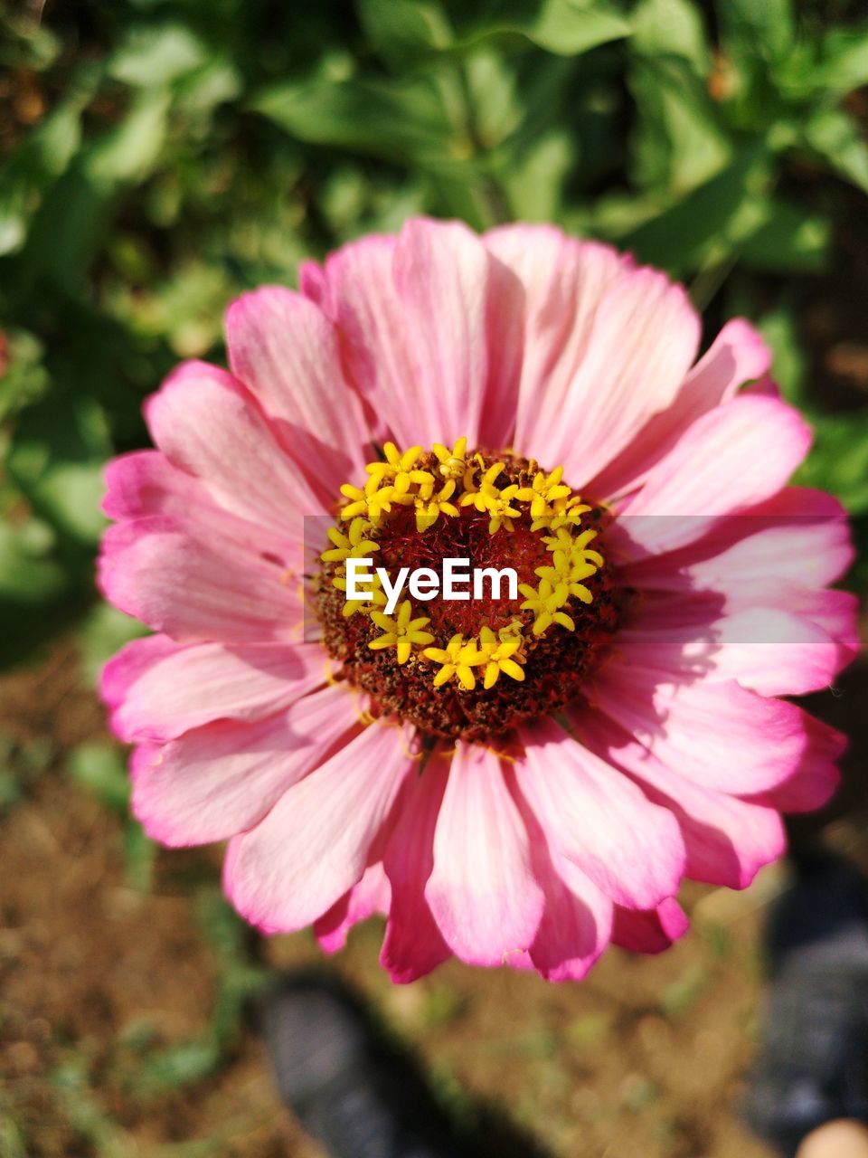 CLOSE-UP OF PINK DAISY